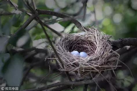 鳥巢怎麼處理|鳥害防治！如何防止鳥築巢？友善驅鳥、防鳥方法推薦